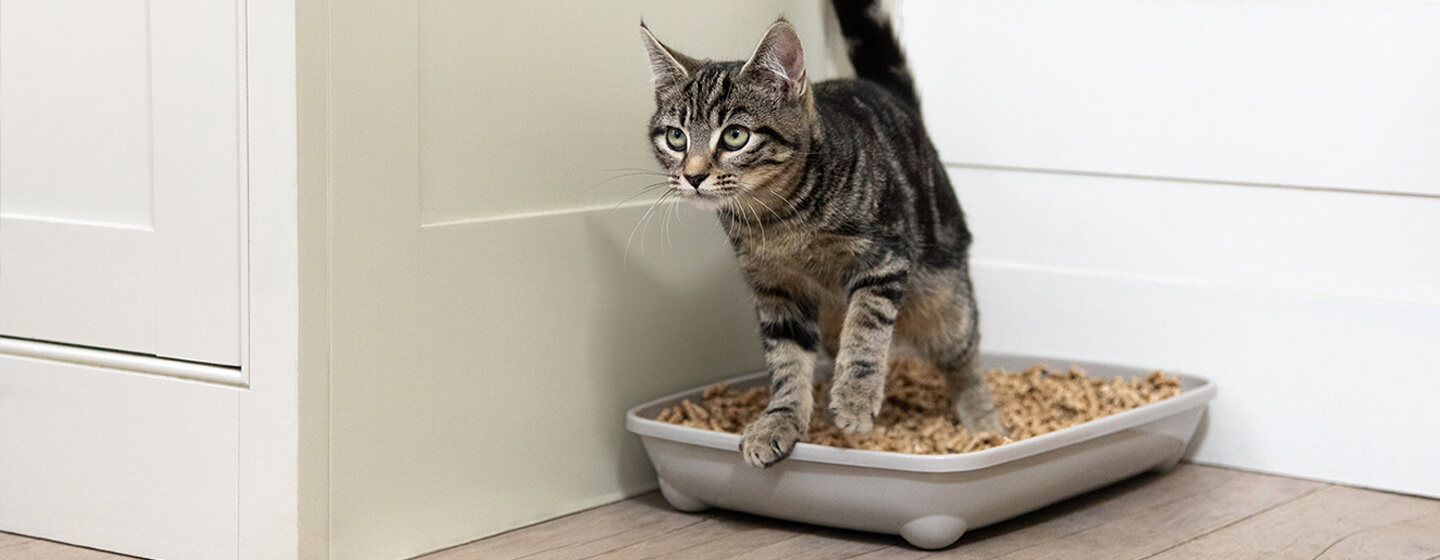 Teaching cat to shop use litter box